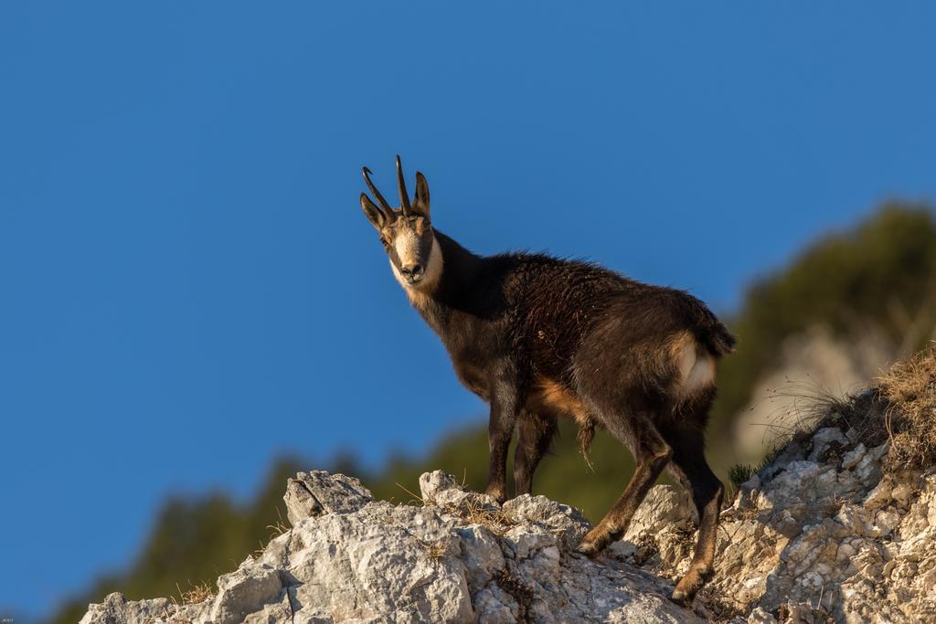Brunarica Bled Zatrnik Pokljuka Bagian luar foto