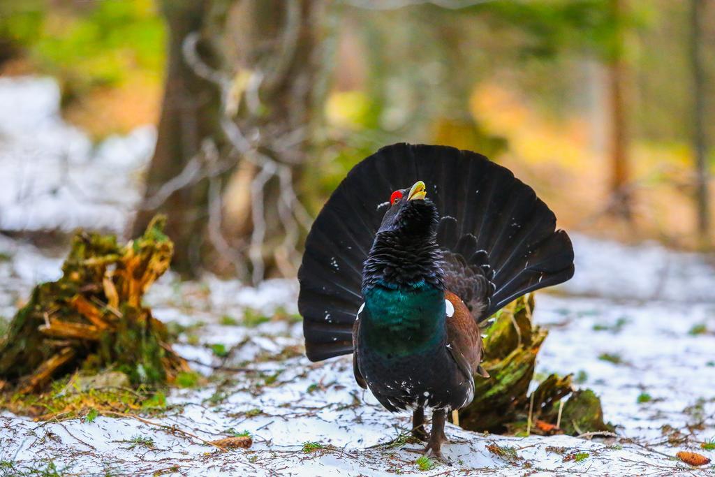Brunarica Bled Zatrnik Pokljuka Bagian luar foto